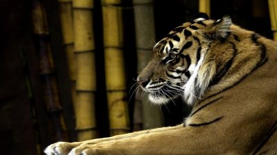 Focus: The Sleeping Tiger of South East Asia Awakens